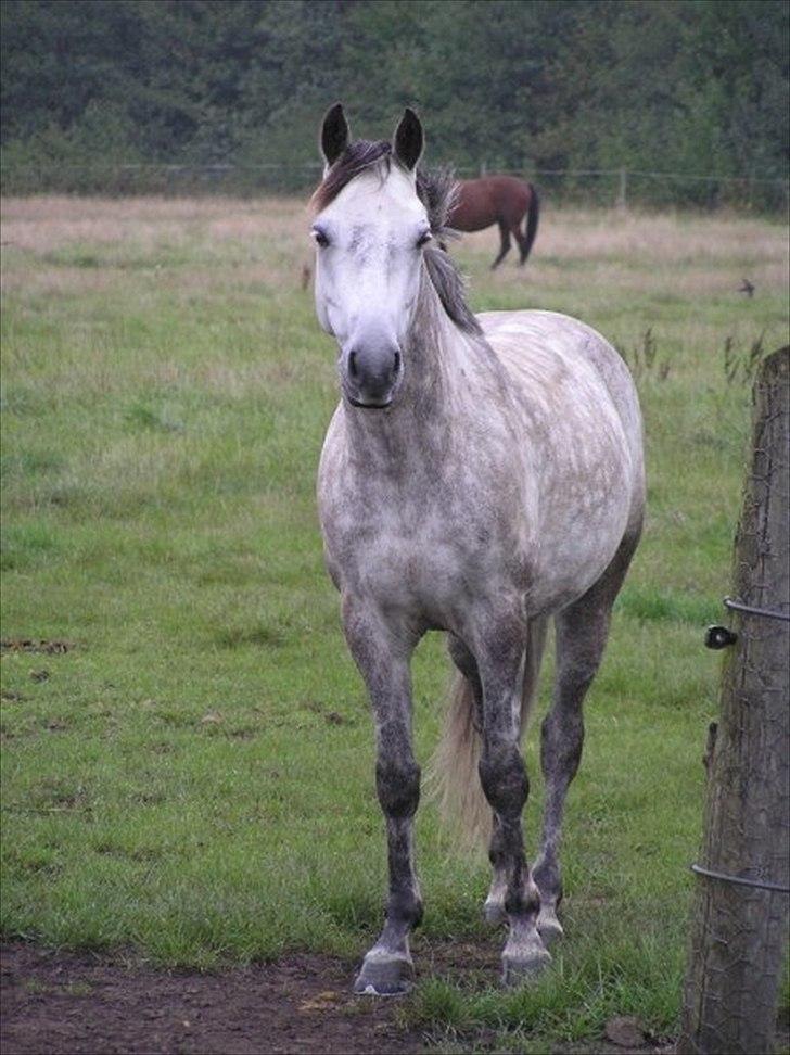 Connemara Hedegårdens Peter Pan - ham der connemara-ponye´en, den Grå som vidst nok er fra Ønskeøen (:  billede 16