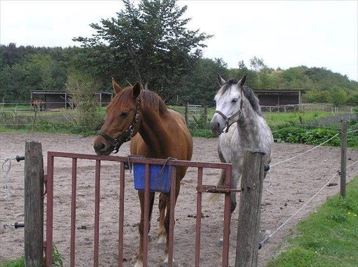 Connemara Hedegårdens Peter Pan - Zarco aka ham den Røde Peter Pan aka ham den Grå ;)  billede 17