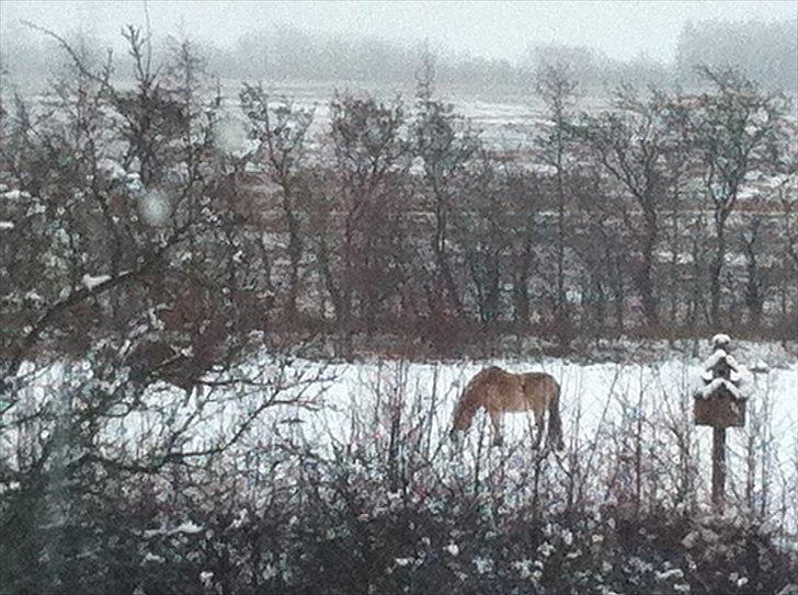 Fjordhest PUK<3 -Frygtløs den frygtsomme pony- billede 7