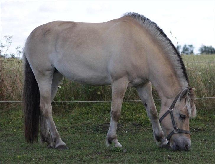 Fjordhest PUK<3 -Frygtløs den frygtsomme pony- - smukke puk spiser græs sommer 2009 billede 2