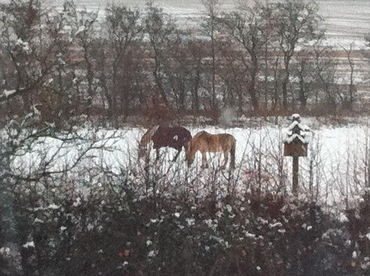 Fjordhest PUK<3 -Frygtløs den frygtsomme pony- - puk og sharnie på fold vinter 2011 billede 8