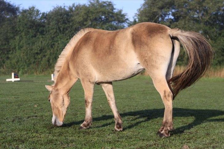 Fjordhest PUK<3 -Frygtløs den frygtsomme pony- billede 9