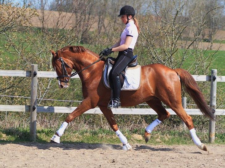 Tysk Sportspony Charming Boy [avlshingst] - Trav. Foto: Pia d. 19/04-2011 billede 3
