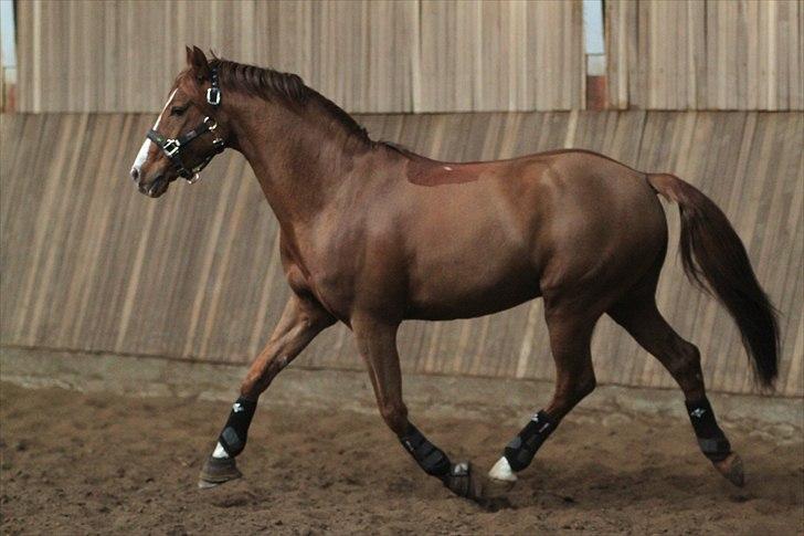 Tysk Sportspony Charming Boy [avlshingst] - Løs i hal. Foto: Pia d. 20/02-2011 billede 12