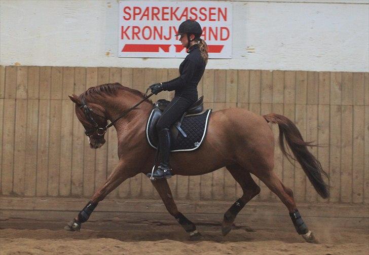 Tysk Sportspony Charming Boy [avlshingst] - Øget trav. Foto: Pia d. 20/02-2011 billede 11