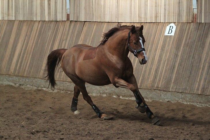 Tysk Sportspony Charming Boy [avlshingst] - Løs i hal. Foto: Pia d. 20/02-2011 billede 13