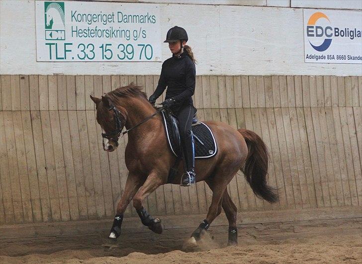 Tysk Sportspony Charming Boy [avlshingst] - Galop. Foto: Pia d. 20/02-2011 billede 16