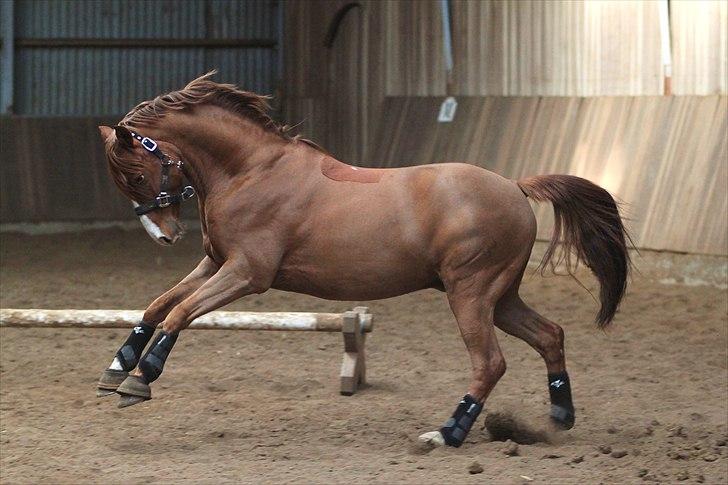Tysk Sportspony Charming Boy [avlshingst] - Løs i hal med masser af fart. Foto: Pia d. 20/02-2011 billede 17