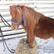 Shetlænder Markeslevgårds Pinkelton