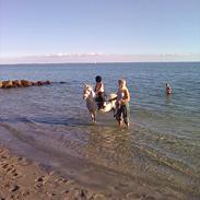 Anden særlig race Herkules