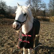 Anden særlig race Mickey 