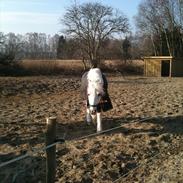 Anden særlig race Mickey 