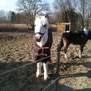 Anden særlig race Mickey 