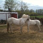 Anden særlig race Mickey 