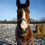 Dansk Varmblod Chili (R.I.P)