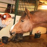 Dansk Varmblod Chili (R.I.P)