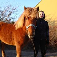 Islænder Raudstjarni ny-nørregård