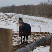 Arabisk fuldblod (OX) Kadar kamil mi corazon