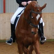 Dansk Varmblod Aakerblads Cobra