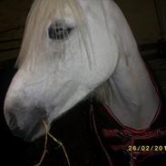 Anden særlig race miss jessie (låner)