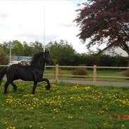 Frieser Cassiopeia a Kirstinelyst