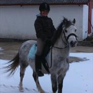 Welsh Mountain (sec A) Gribsvads Nicko