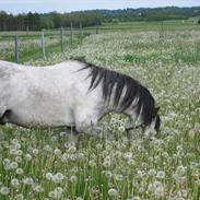 Welsh Mountain (sec A) Gribsvads Nicko