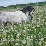 Welsh Mountain (sec A) Gribsvads Nicko