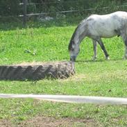 Welsh Mountain (sec A) Gribsvads Nicko