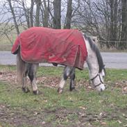 Welsh Mountain (sec A) Gribsvads Nicko