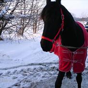 Frieser Cassiopeia a Kirstinelyst