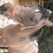 Anden særlig race Boris