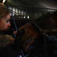 Dansk Varmblod R.I.P merci