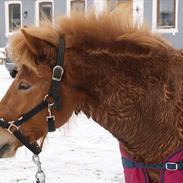Islænder Gletta fra Stenbjerg. 