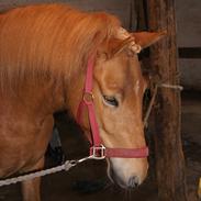 Islænder Gletta fra Stenbjerg. 