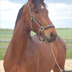 Dansk Varmblod Godthaabs Ulster