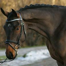 Dansk Varmblod Godthaabs Ulster