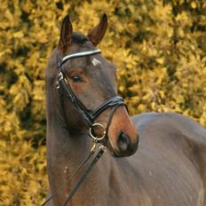 Dansk Varmblod Godthaabs Ulster