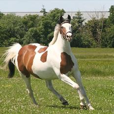 Pinto Stald Poppels Dixie R.I.P