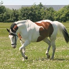 Pinto Stald Poppels Dixie R.I.P