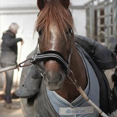 New Forest Lundemarksgårds Ild Opal