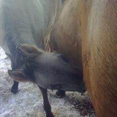 Anden særlig race Lumina ïn durere