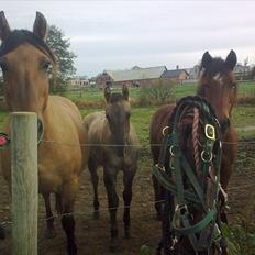 Anden særlig race Lumina ïn durere