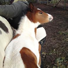 Pinto Honey Blossom Shiela