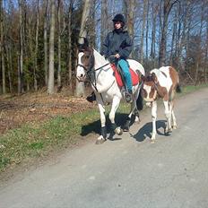 Pinto Honey Blossom Shiela