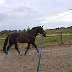 Oldenborg horsehavegaards´s martell