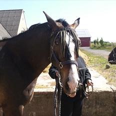 Oldenborg horsehavegaards´s martell