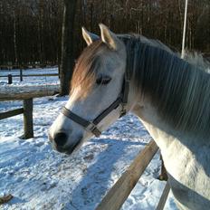 Anden særlig race 'Magic Sunshine -*Magizen* *Maggie*