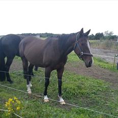 Fuldblod (XX) Ma Dame