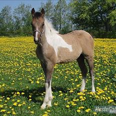 Anden særlig race Åbygårds Fred Flintstone
